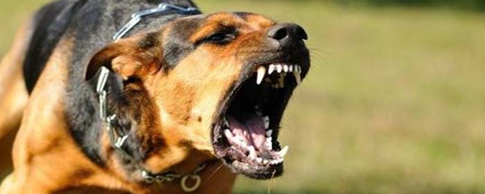 Dog Bites & Attacks: Compensation